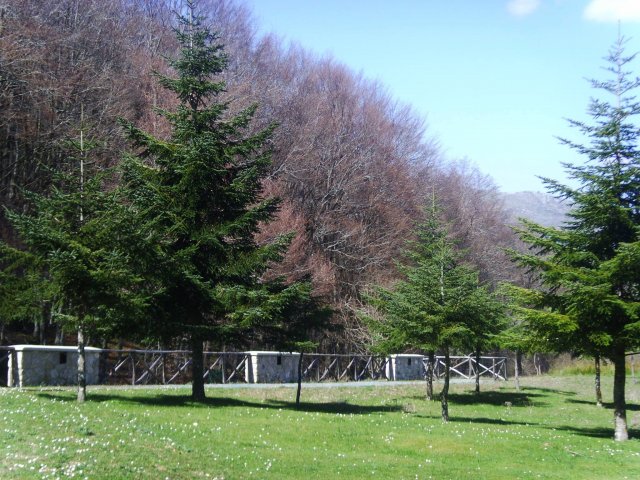 picnic2